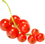 Johannisbeeren